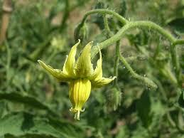 fleur avec pistil dépassant pour la transformation des fleurs en tomate