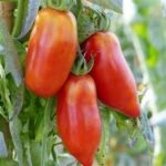 variétés de tomate Cornue des andes