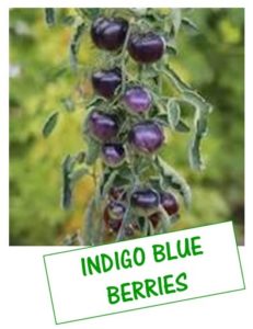 tomate blue indigo berries