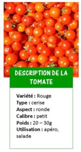 tomate cocktail rouge