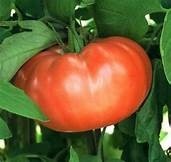 planter les tomates Gregori Altaï