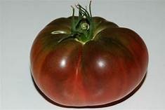planter les tomates Noire de Crimée