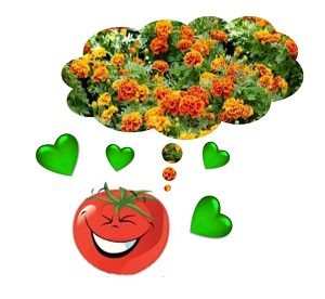 compagnonnage des tomates
