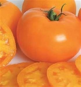 planter les tomates Orange Queen