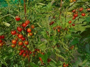 variétés de tomate Cerise rouge