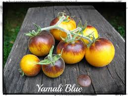 planter les tomates Yamali Blue