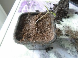 Etape 3 : rempotage de semis de tomate filent