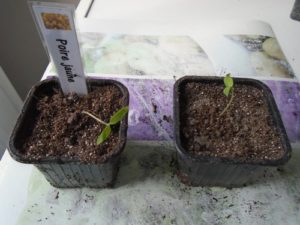 Etape 4 : rempotage de semis de tomate filent