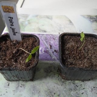 Etape 4 : rempotage de semis de tomate filent