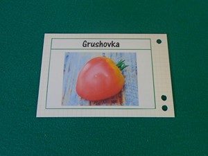 étiquette à tomates sur bristol