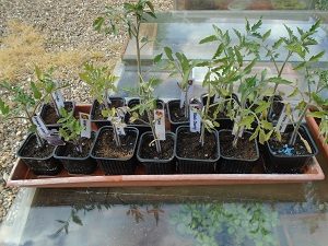 plants restants de tomates en pot