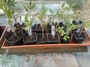 plants restants 2 de tomates en pot