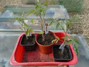 plants restants 3 de tomates en pot