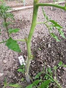 tailler les plants de tomates CI après