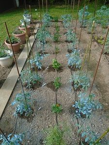 système d'arrosage des tomates pour les plantes compagnes bilan de la saison 2018