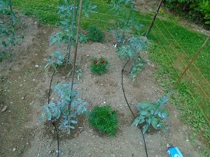position du tuyau au sol pour le système d'arrosage des tomates