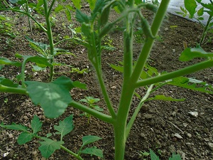tailler les plants de tomate avec gourmand