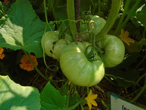 plants de tomate inconnue fruit N°2
