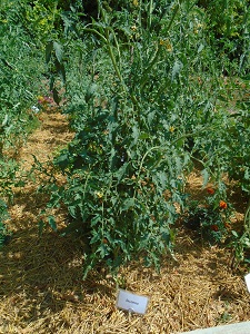 Un des plants de tomate inconnue est démasqué !!!