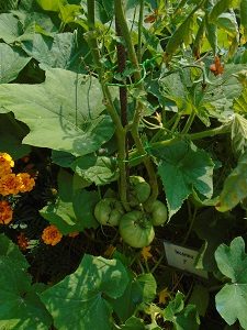 plants de tomate inconnue 2