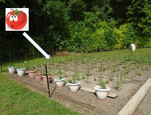 plants de tomate inconnue tuteur