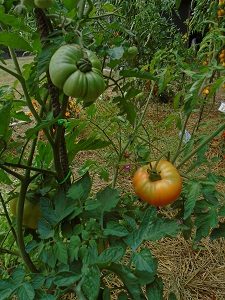 tomates du jardin AJ 2708