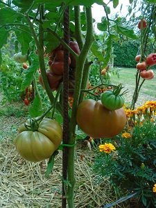 tomates du jardin AN 2708