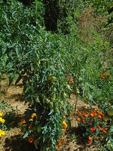 BO plants de tomate sont des géants