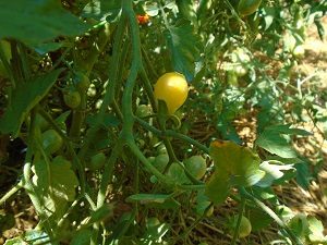 récolter des tomates GAL 0508