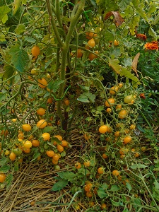 tomates du jardin 2708