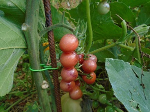 récolter des tomates RCC 1408