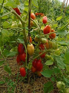 tomates du jardin RO 2708