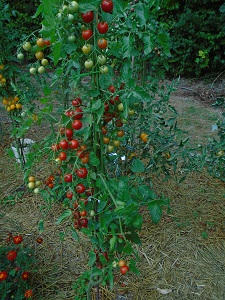 tomates du jardin TC 2708