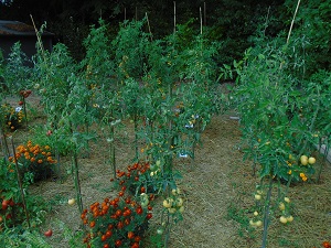 promenade parmi les tomates du jardin