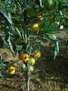 tomates du jardin YY 2708