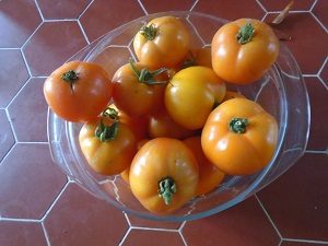 tomate Orange Queen récolte