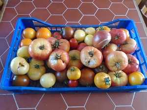 C’est le moment de la récolte des tomates !!!