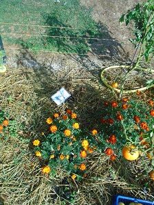 tomates du jardin avec pieds enlevés