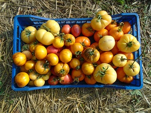 Tomate du jardin récolte du 23/08