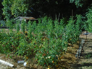 vue d'ensemble du jardin pour couper les têtes des plants de tomate