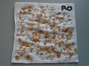 récupérer les graines sur une serviette