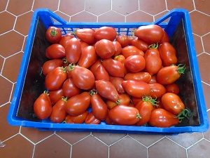 recolte tomate roma