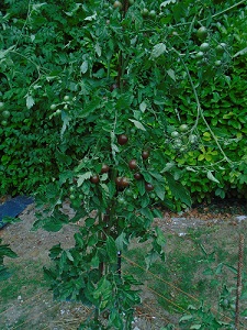 tomate black cherry sur plant