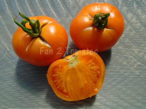 tomate délice d'or
