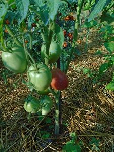 tomate grushovka en terre