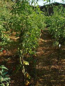 tomate poire jaune le 02/08