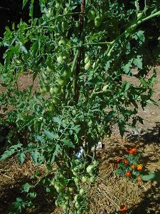 tomate poire jaune le 1507