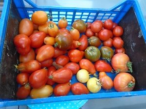 récolte tomate prince noir