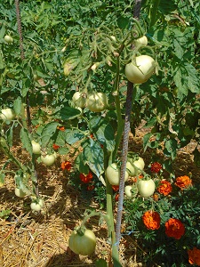 tomate orange queen plant