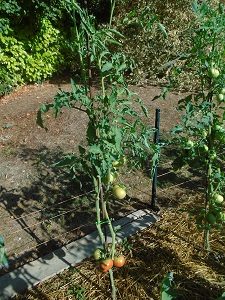 plant de tomate noir de crimée